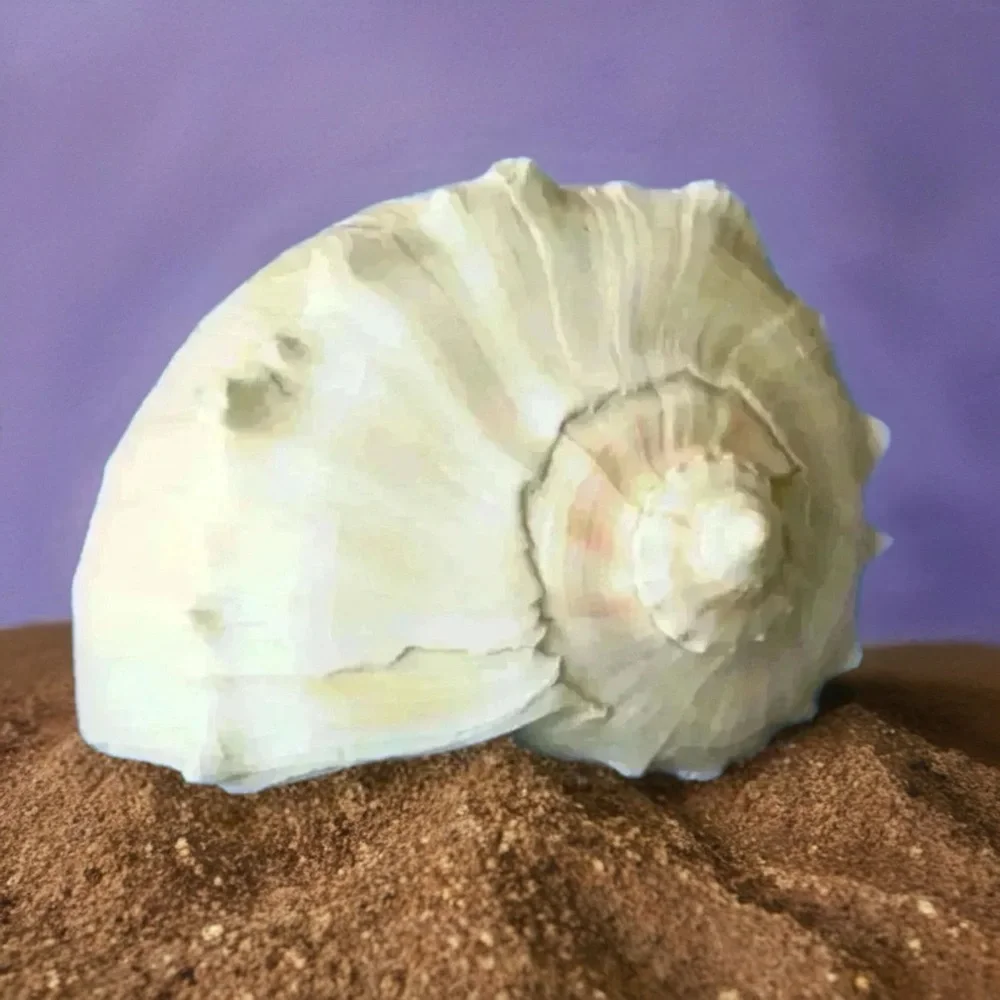 Large Cream Sea Shell Decor 🐚 - Picture 3 of 5